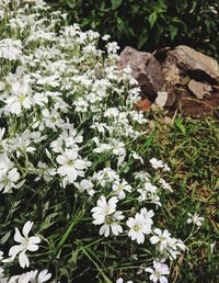High angle view of white flowering plants on field