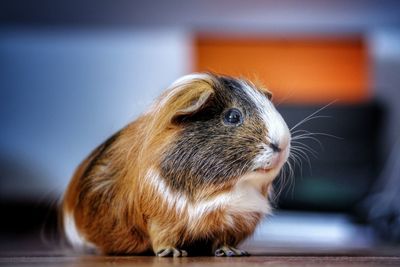 Close-up of guinea pig on floor