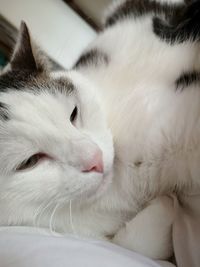 Close-up of cat sleeping
