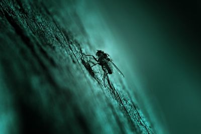 Close-up of housefly on wood