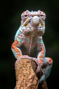 Close-up portrait of chameleon
