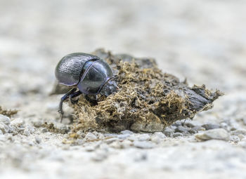 Close-up of insect on rock