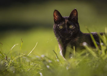 Portrait of cat on grass