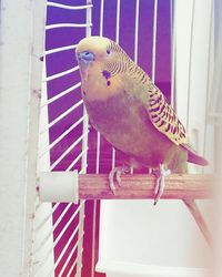 Close-up of parrot perching in cage