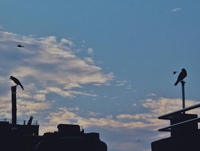 low angle view, street light, sky, silhouette, lighting equipment, building exterior, cloud - sky, built structure, architecture, cloud, dusk, high section, bird, outdoors, sunset, no people, communication, cloudy, nature, flying