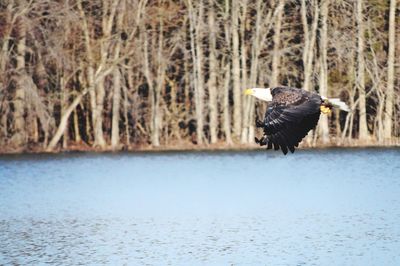 Two birds flying over the lake