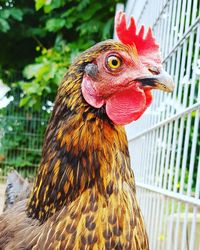 Close-up of rooster