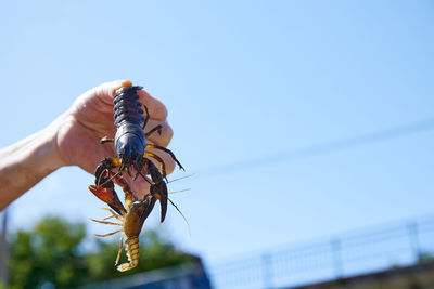 Close-up of insect against clear blue sky