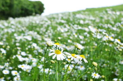 Close-up of white daisy flowers in field