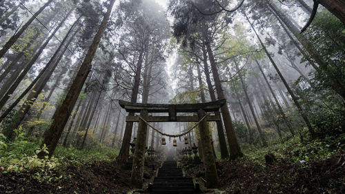 Walkway amidst trees in forest