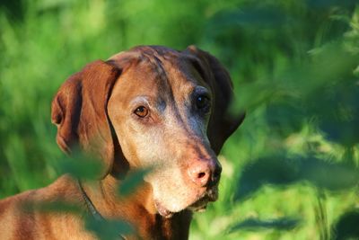 Close-up portrait of a dog