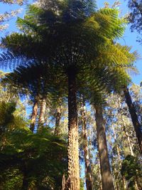 Low angle view of trees