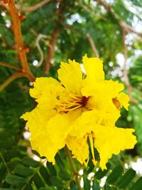 Close-up of yellow flowering plant