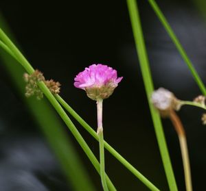 Close-up of pink flower growing outdoors