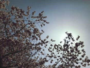 Low angle view of tree against clear sky