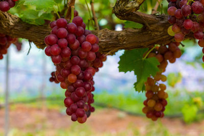 Close-up of grapes growing in vineyard