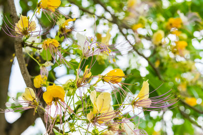 Low angle view of yellow flowering plant