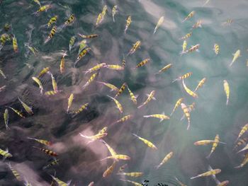 Full frame shot of fish swimming