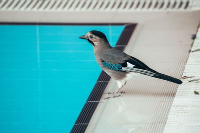Low angle view of bird perching on swimming pool