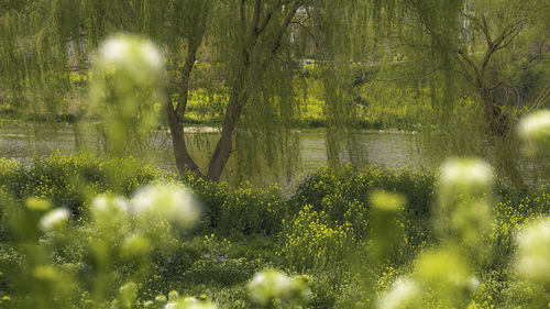 Scenic view of lake seen through trees