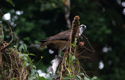 Close-up of eagle perching on tree