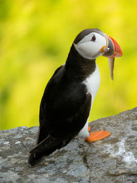 Close-up of puffin perching outdoors