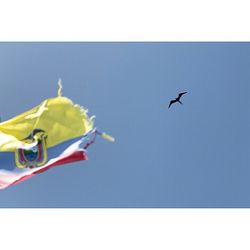 Low angle view of birds flying in sky