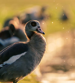 Close-up of duck