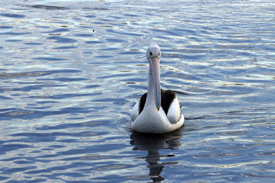 Swan swimming in lake