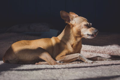 Dog lying down