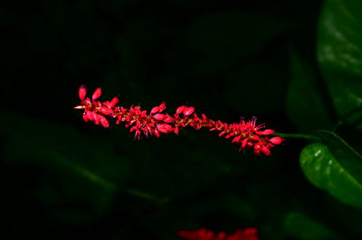 Close-up of red maple leaves at night