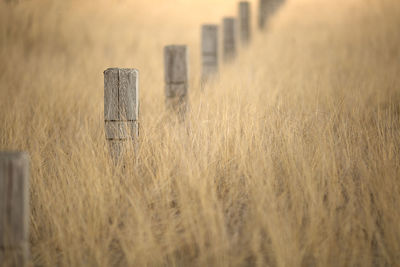 Close-up of wheat on field against sky