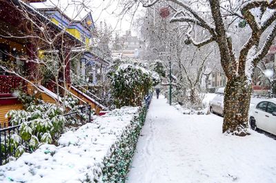 Snow covered plants in city