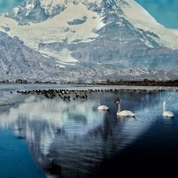 Swans swimming in lake against mountain range