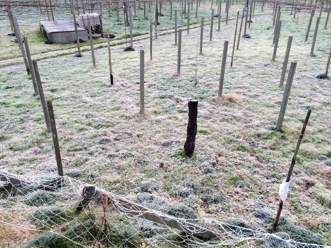 WOODEN POSTS IN FOREST AT DUSK