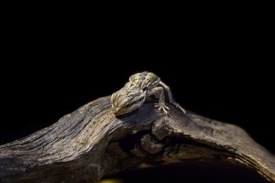 Close-up of lizard on black background