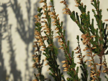 Close-up of flowering plants on field