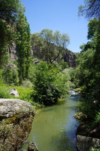 Scenic view of river amidst trees in forest against sky