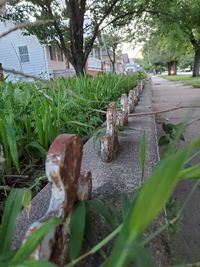 Surface level of footpath by plants in city