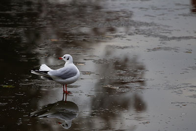 Bird perching on lake