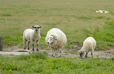 Some sheep at a hallig named nordstrandischmoor at the north frisian coast in germany