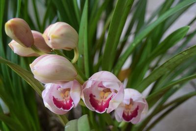 Close-up of pink flowers