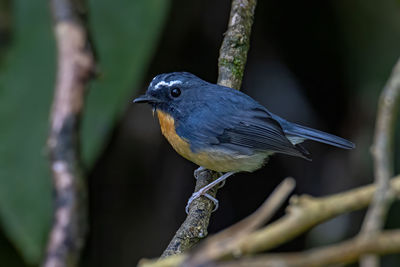 Close-up of bird perching on branch