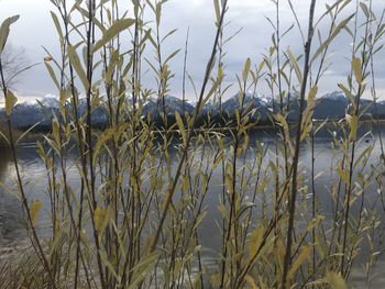 Close-up of grass by lake against sky