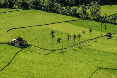 High angle view of green landscape