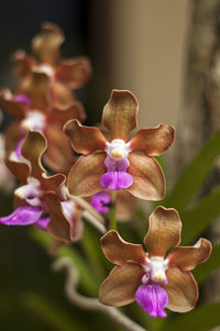 Close-up of pink orchid blooming outdoors