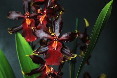 Close-up of red flowering plant