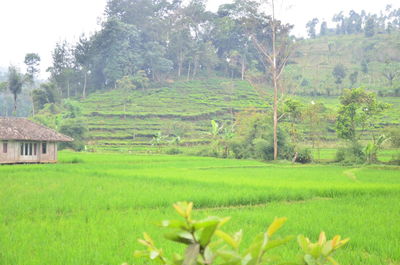 Scenic view of agricultural field