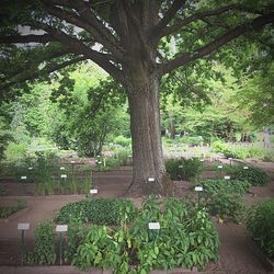 Trees and plants in park