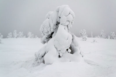 Snow covered landscape